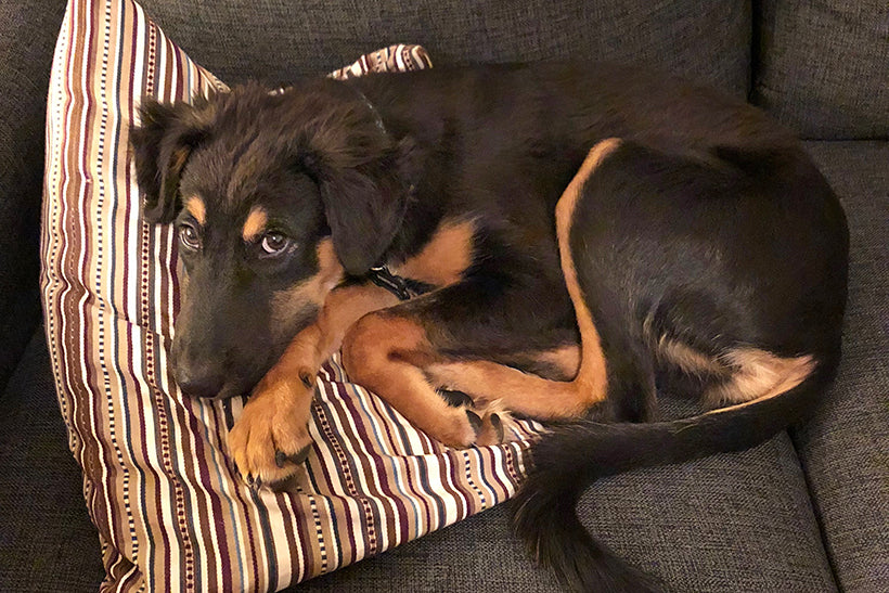 Adopting a Rescue Dog: 7 Tips For a Smooth Transition