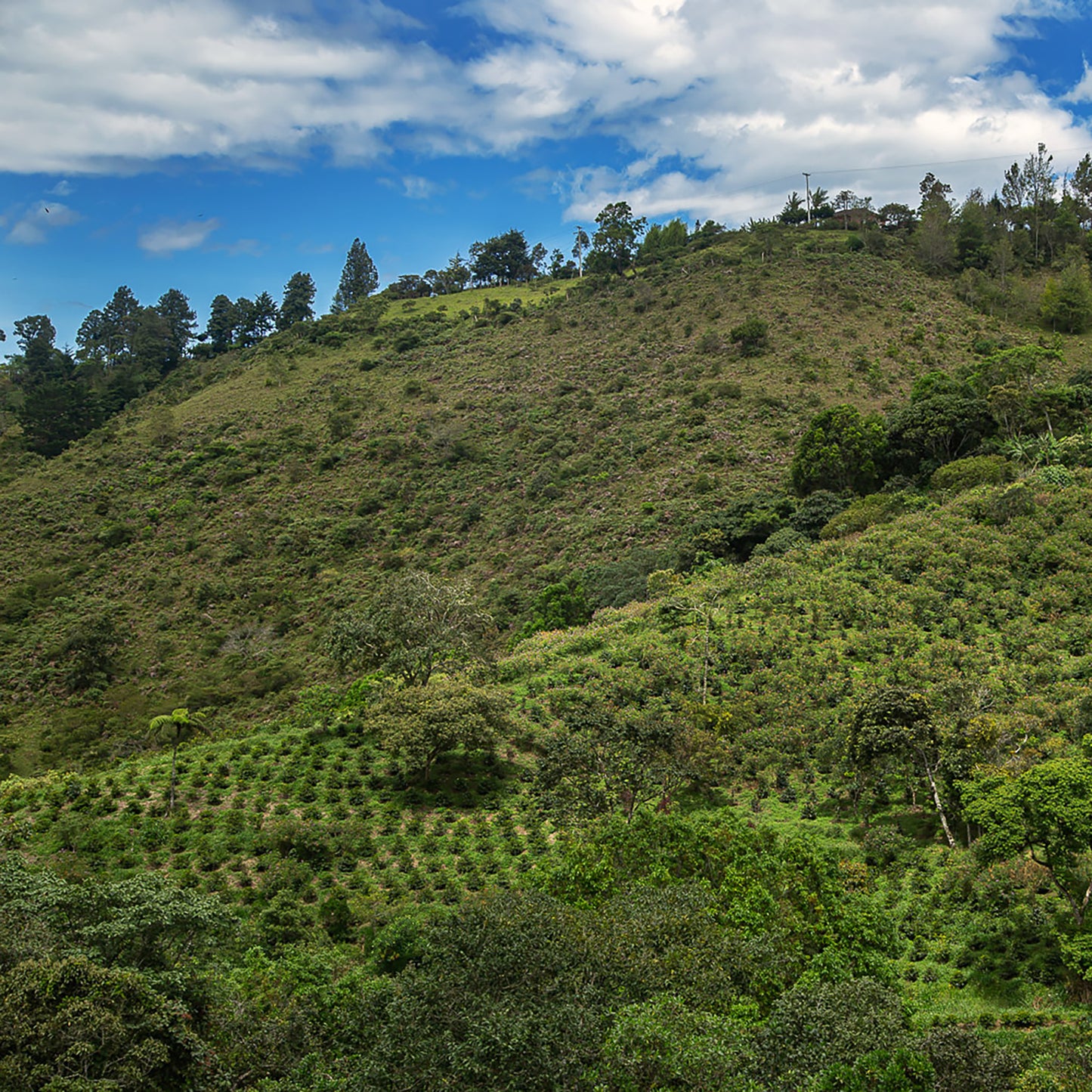Colombia Manos Juntas