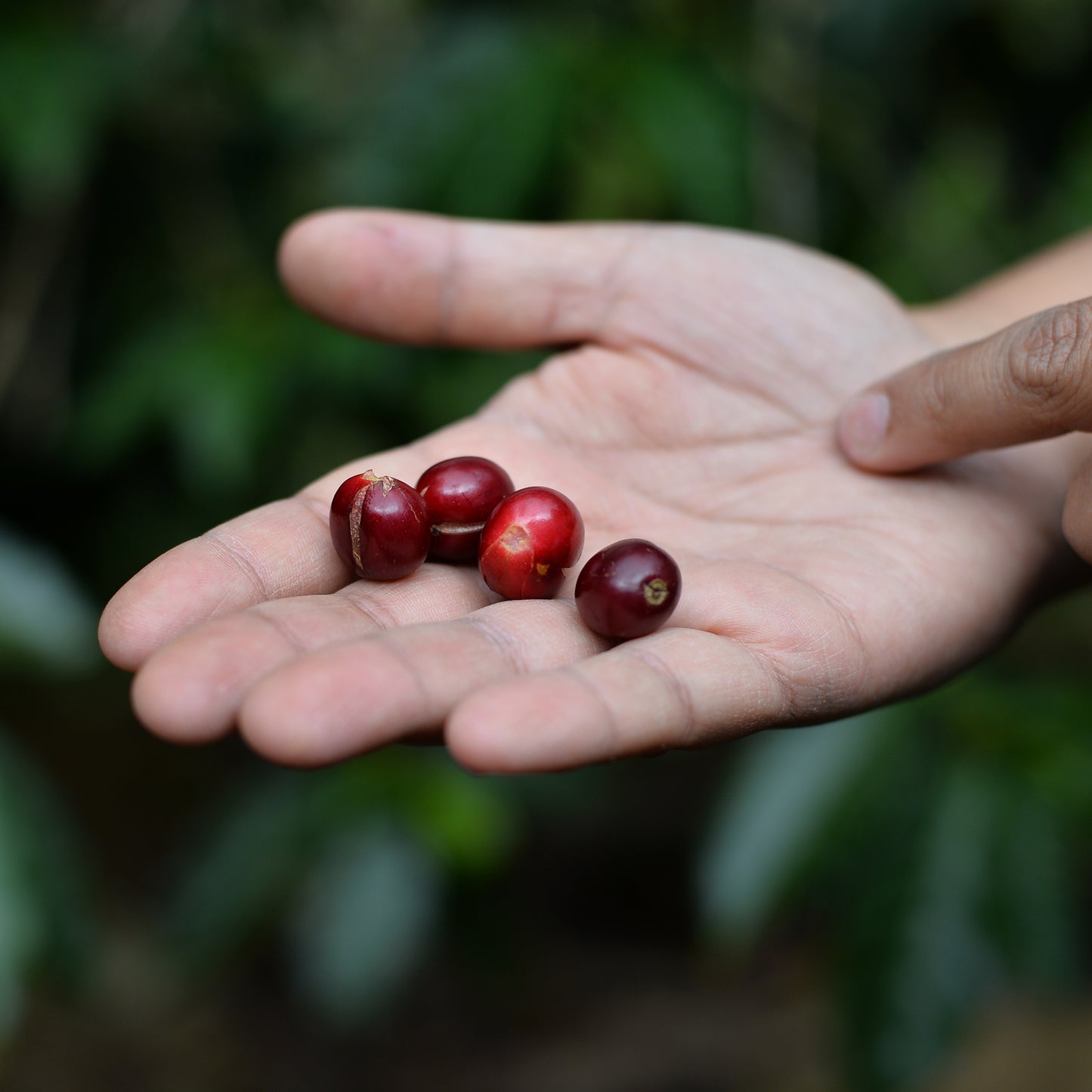 Costa Rica Finca El Astopol