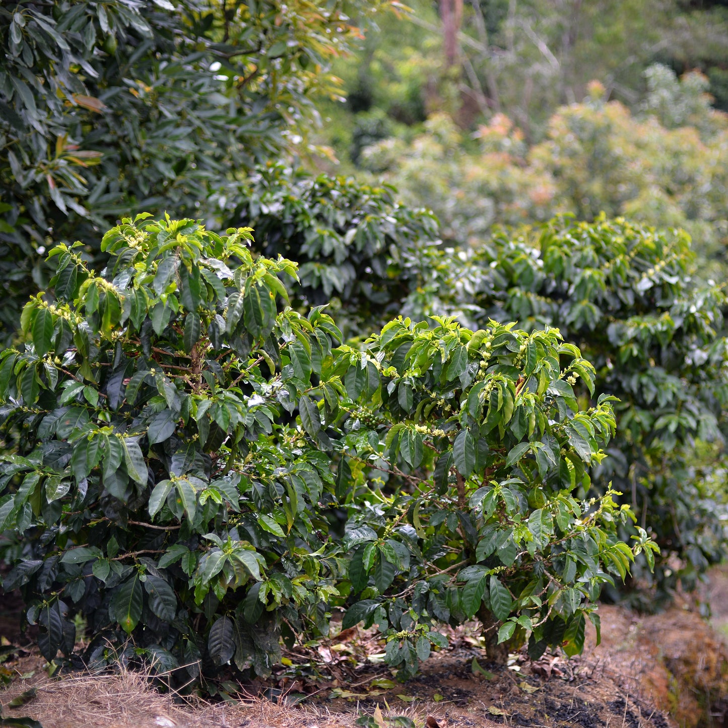 Costa Rica Finca El Astopol