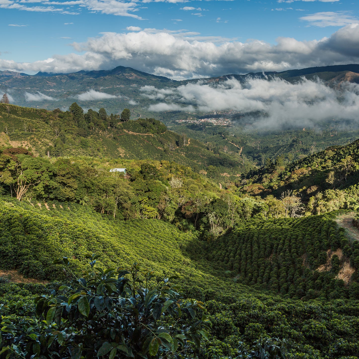 Pura Vida Costa Rican Specialty Blend