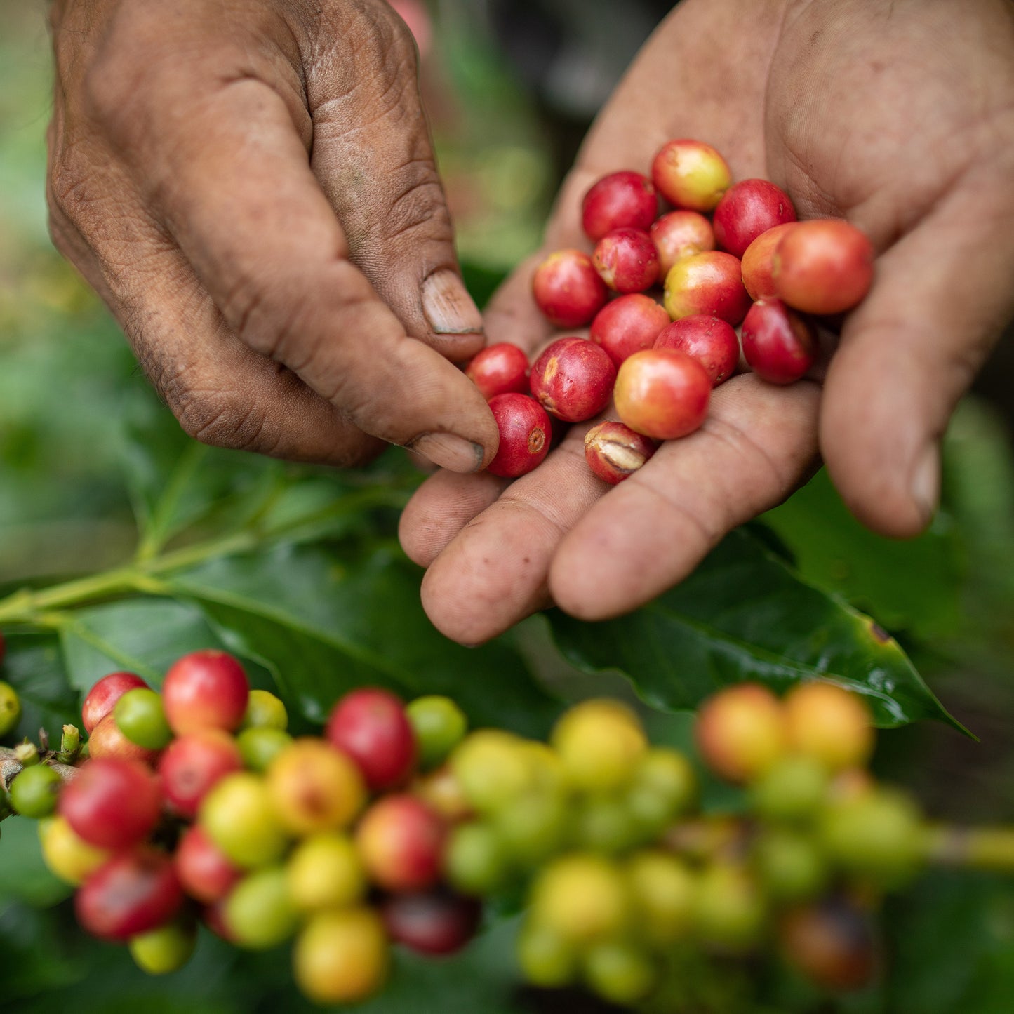 Colombia Huila Timaná