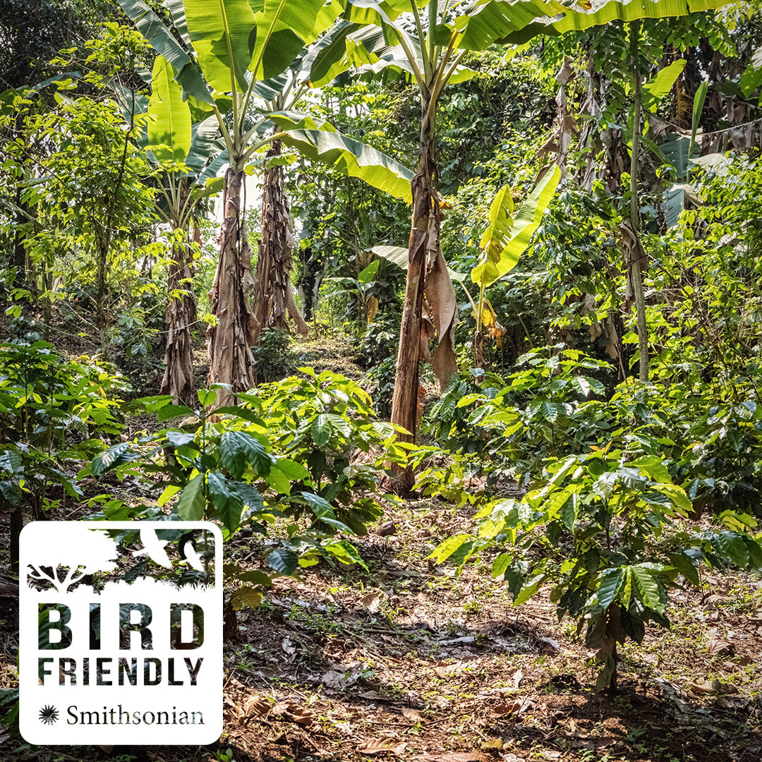 Guatemala Huehuetenango