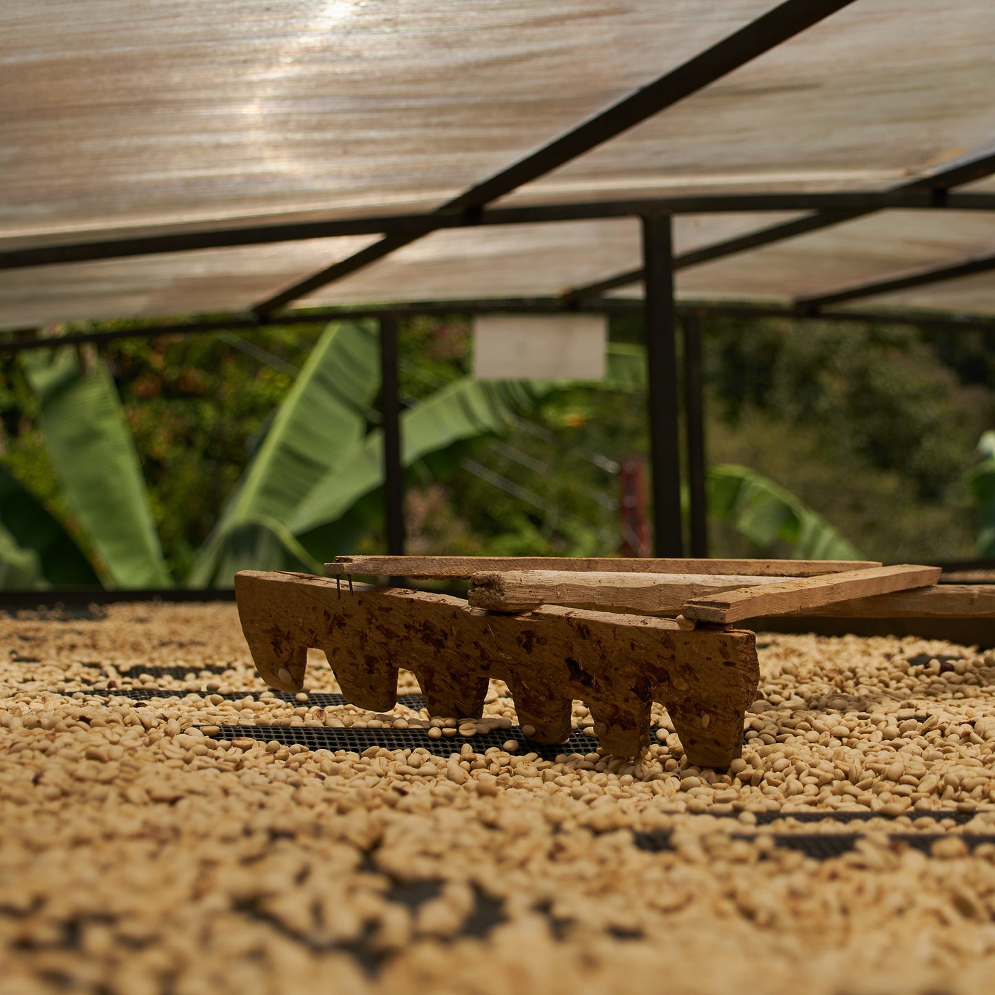 Colombia Huila Timaná