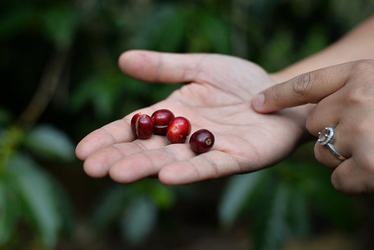 What is the difference between washed and natural coffee?