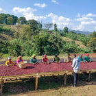 Ethiopia Kayon Mountain Honey Guji
