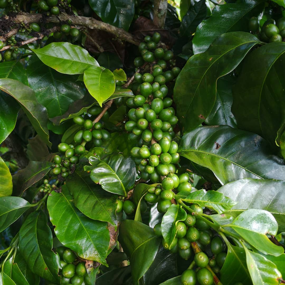 Costa Rica Alto San Juan Micromill