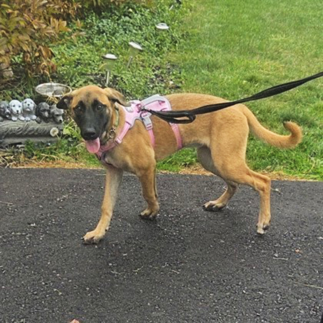 Jingle Bentley Christmas Blend